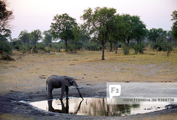 Wasser Loch Elefant jung trinken Einsamkeit Afrika Botswana Abenddämmerung
