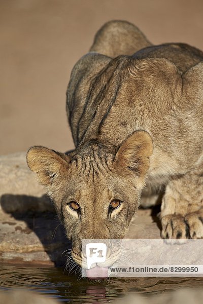 Lion (Panthera leo) cub drinking Kgalagadi Transfrontier Park encompassing the former Kalahari Gemsbok National Park South Africa Africa