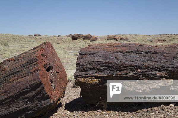 Petrified logs from the late Triassic period  225 million years ago  Long Logs Trail  Petrified Forest National Park  Arizona  United States of America  North America
