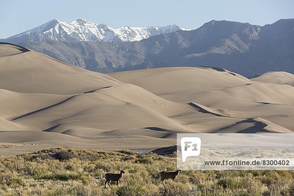 Vereinigte Staaten von Amerika  USA  Elch  Alces alces  Sand  Nordamerika  amerikanisch  groß  großes  großer  große  großen  Düne  Colorado  Norden