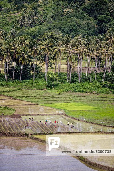 arbeiten  Feld  Reis  Reiskorn  Landwirtin  Südostasien  Asien  Indonesien