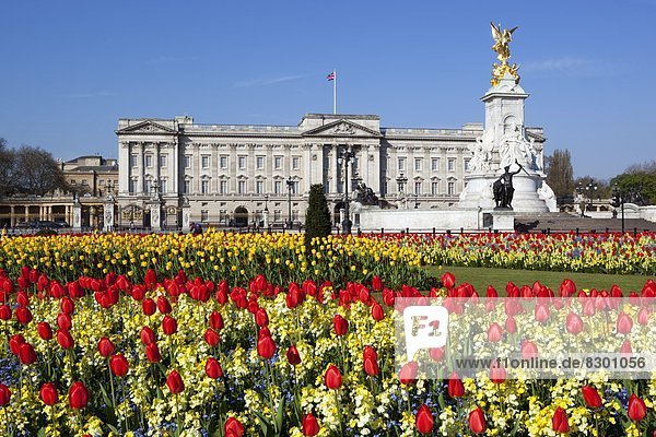 Buckingham Palace und Queen Victoria Monument mit Tulpen  London  England  Großbritannien  Europa