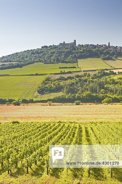 Vineyards near to the hilltop village of Vezelay in the Yonne area of Burgundy  France  Europe