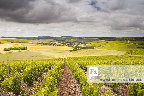 Champagne vineyards above the village of Noe les Mallets in the Cote des Bar area of Aube  Champagne-Ardennes  France  Europe