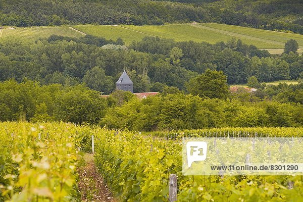 Champagne vineyards above the village of Chervey in the Cote des Bar area of Aube  Champagne-Ardennes  France  Europe