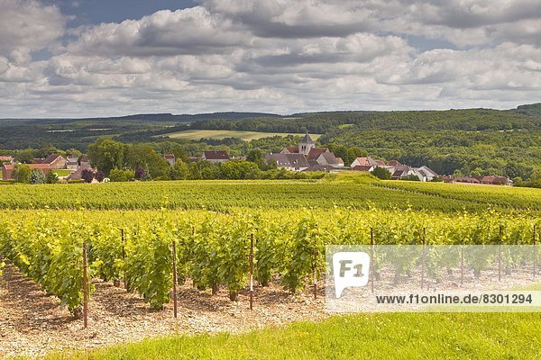 Champagne vineyards above the village of Landreville in the Cote des Bar area of Aube  Champagne-Ardennes  France  Europe