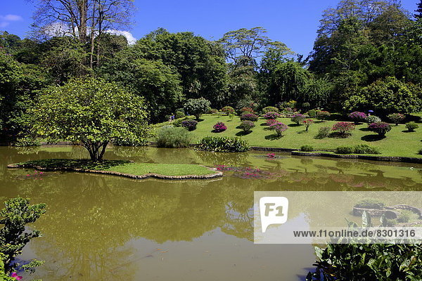 Royal Botanical Gardens  Peradeniya  Kandy  Sri Lanka  Asia