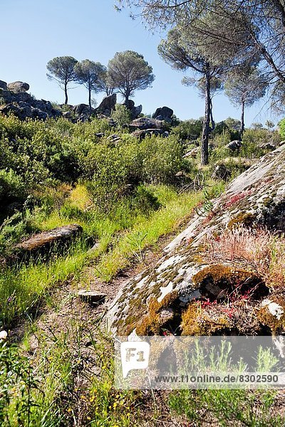 Madrid  Hauptstadt  Kiefer  Pinus sylvestris  Kiefern  Föhren  Pinie  Granit  Spanien