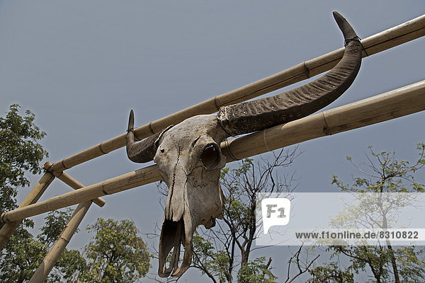 Skull of a water buffalo (Bubalus arnee) on a gate