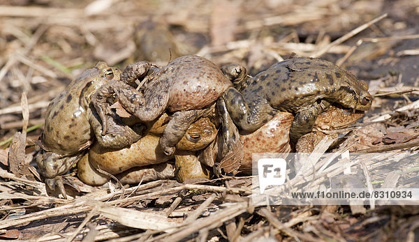 Erdkröte (Bufo bufo)  mehrere Männchen versuchen während der Paarungszeit ein Weibchen zu umklammern