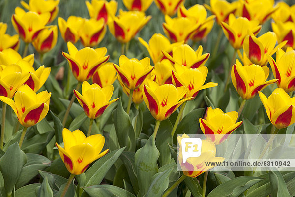 Seerosen-Tulpen  Hybrid 'Goldstück' (Tulipa kaufmanniana 'Goldstück')
