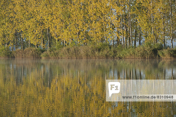Pappeln (Populus spec.) spiegeln sich im Herbst in einem Teich