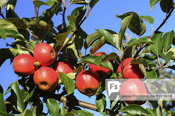Rote Äpfeln am Baum