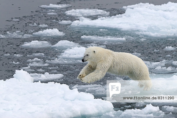 Eisbär (Ursus maritimus) auf dem Packeis springt von Eisscholle zu Eisscholle
