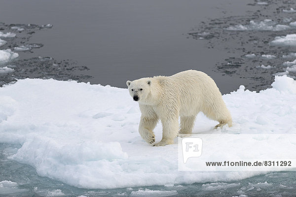Eisbär (Ursus maritimus) auf dem Packeis