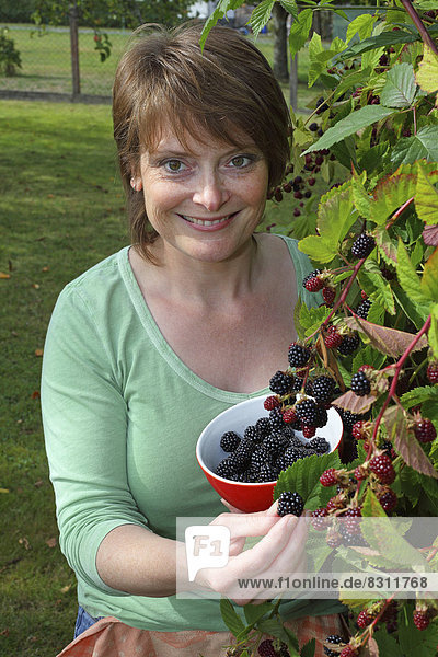 Frau erntet Brombeeren im Garten und sammelt diese in einer Schüssel