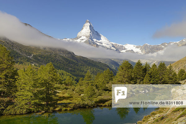 Lärchen (Larix) am Grindjisee  hinten das Matterhorn