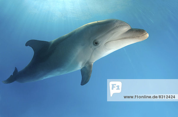 Bottlenose Dolphin (Tursiops truncatus)  dolphinarium