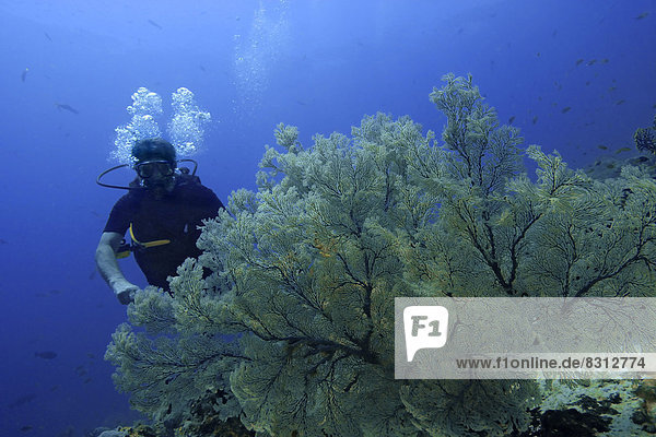 Scuba diver with Sea Fans or Gorgonians (Scleraxonia)