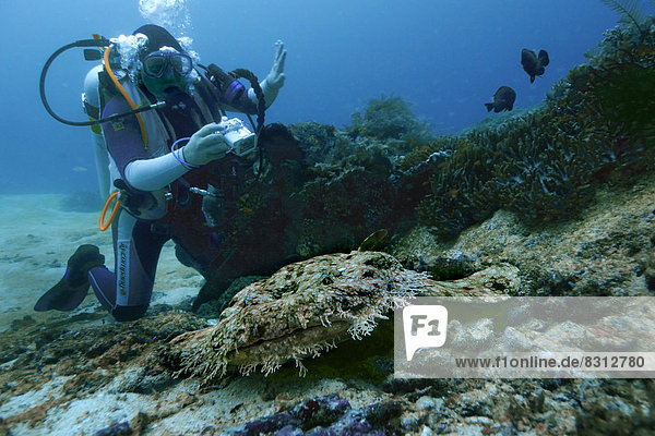 Tasselled Wobbegong (Eucrossorinus dasypogon) and a scuba diver