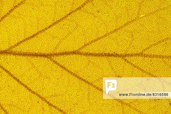 Blattstruktur einer Birke (Betula pendula) im Durchlicht  Herbstfärbung  Detail