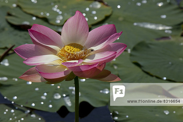 Flower of an Indian Lotus or Sacred Lotus (Nelumbo nucifera)