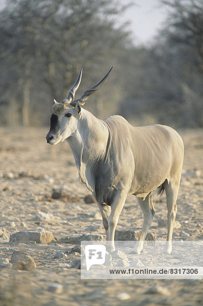Elenantilope (Taurotragus oryx)  Männchen