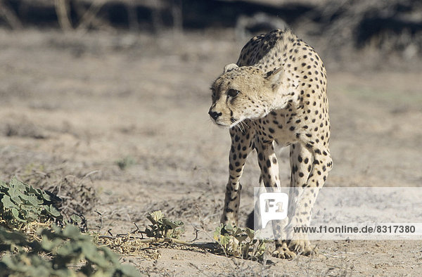 Gepard (Acinonyx jubatus)