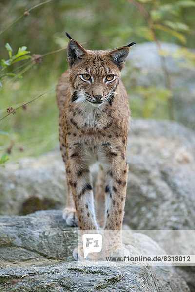 Eurasischer Luchs  Nordluchs (Lynx lynx) steht auf einem Felsen