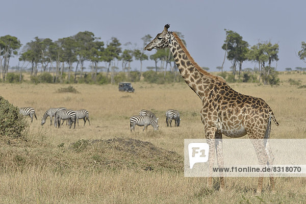 Massai-Giraffe (Giraffa camelopardalis tippelskirchi) und Steppenzebras (Equus quagga)