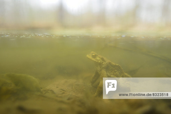 Erdkröte Bufo bufo , unter Wasser in einem Tümpel