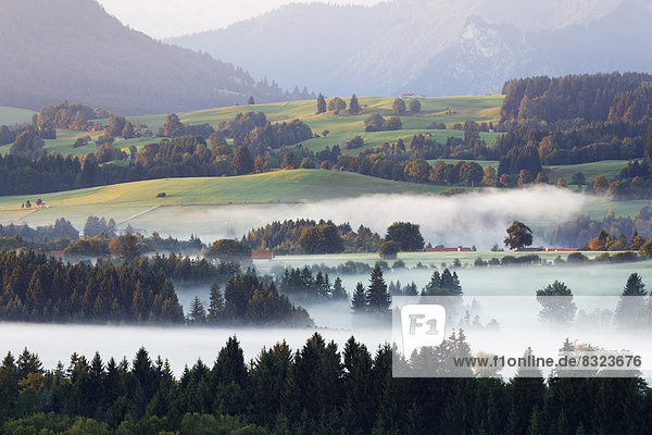 Landschaft im Alpenvorland  Morgenstimmung mit Nebel