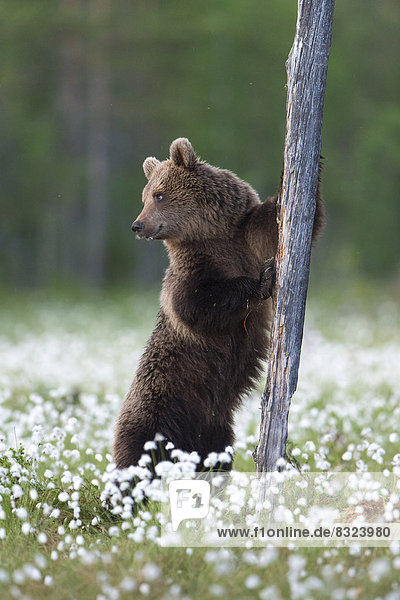 Braunbär (Ursus arctos) an Baumstamm im Wollgras