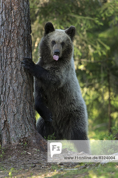 Braunbär (Ursus arctos) an Baumstamm