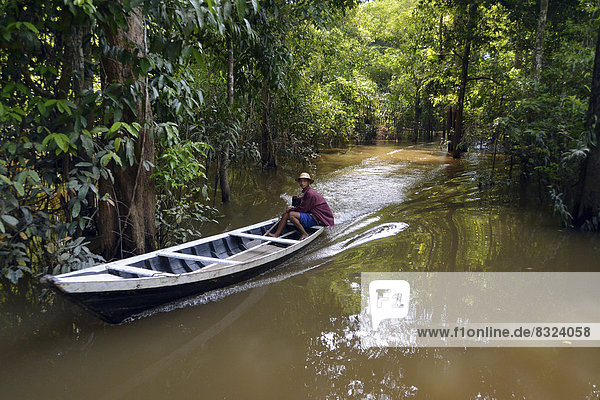 Wooden boat travelling through the flooded Várzea Forests  seasonal floodplains