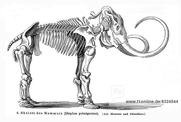 Skelett eines Mammuts (Elephas primigenius)  Meyers Konversationslexikon  1897
