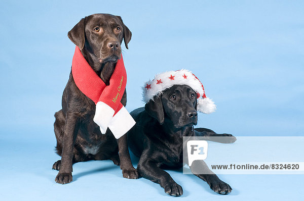 Hut Schal Weihnachten 2 Kleidung Labrador Golden Retriever