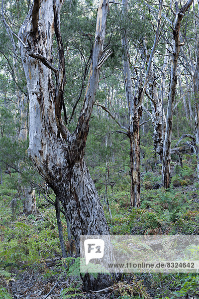 Karribäume (Eucalyptus diversicolor)