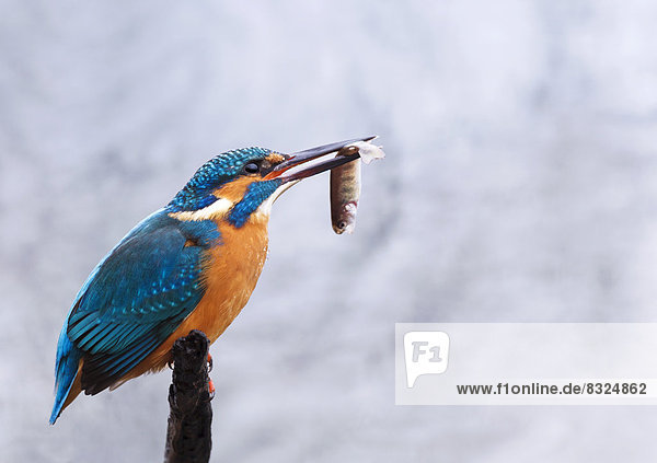 Kingfisher (Alcedo atthis) with a caught fish
