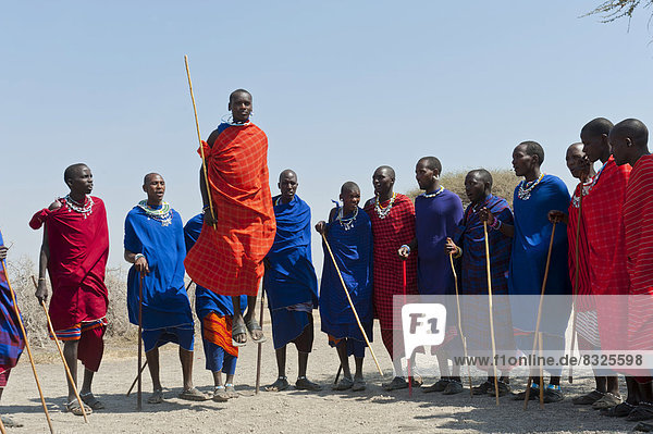 Massai  Gruppe von Männern und Frauen beim Tanz  ein Mann springt