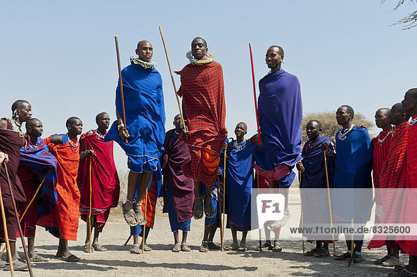 Massai  Gruppe von Männern und Frauen beim Tanz  drei Männer springen