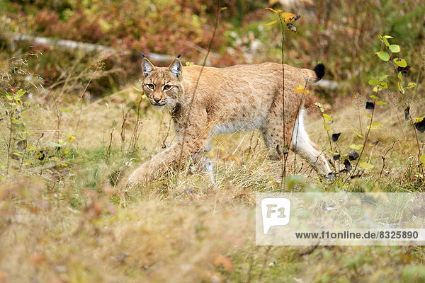 Eurasischer Luchs oder Nordluchs (Lynx lynx)  in herbstlicher Umgebung laufend  Tierfreigehege Falkenstein