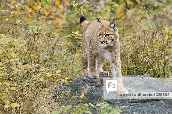 Eurasischer Luchs oder Nordluchs (Lynx lynx)  in herbstlicher Umgebung auf Stein stehend  Tierfreigehege Falkenstein
