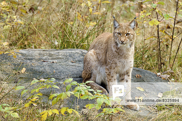 Eurasischer Luchs oder Nordluchs (Lynx lynx)  in herbstlicher Umgebung auf Felsen sitzend  Tierfreigehege Falkenstein
