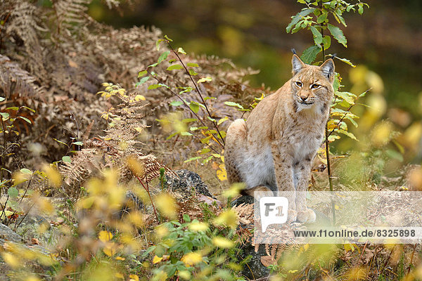 Eurasischer Luchs oder Nordluchs (Lynx lynx)  in herbstlicher Umgebung im Gebüsch sitzend  Tierfreigehege Falkenstein