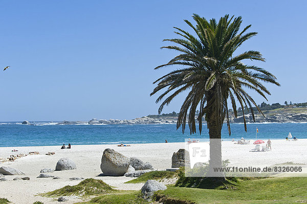 Felsen und eine Palme am Camps Bay Beach