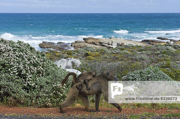 Chacma Baboon or Cape Baboon (Papio ursinus)  female with young