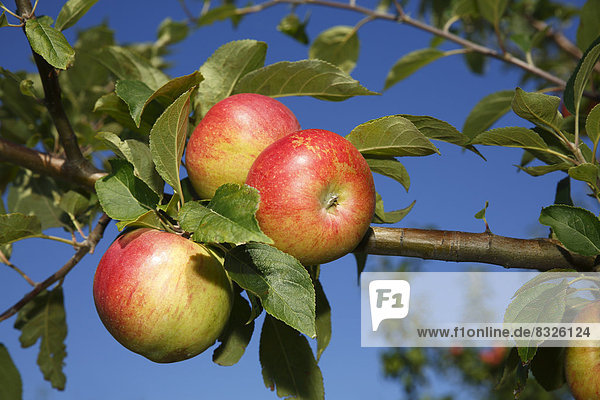 'Äpfel am Apfelbaum  Apfelsorte ''Lausitzer Nelkenapfel'' (Malus domestica 'Lausitzer Nelkenapfel')'