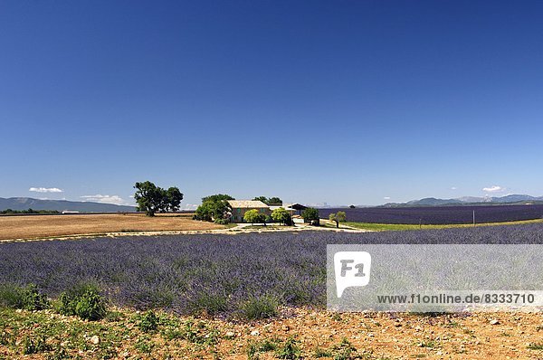 Ländliches Motiv  ländliche Motive  Feld  Sommer  Einsamkeit  Landschaft  Bauernhof  Hof  Höfe  Provence - Alpes-Cote d Azur  Hochebene  Lavendel  Süden  Valensole