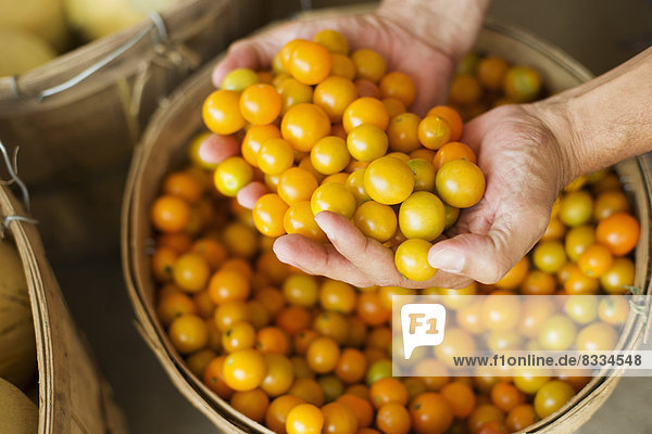 Ein Bauernhof  der biologisches Gemüse und Obst anbaut und verkauft. Ein Mann hält eine Schüssel mit einem Korb frisch gepflückter Tomaten in der Hand.